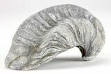 Devil's Toenail Fossil Oyster (Gryphaea) - Medium Size - Photo 2